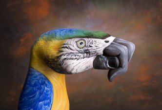 Parrot on brown - Ph. Guido Daniele